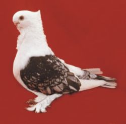 MEWKA ORIENTALNA6